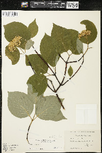 Cornus rugosa image