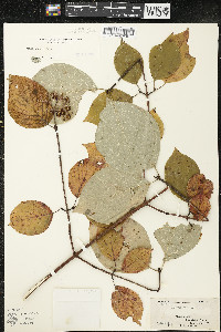 Cornus rugosa image