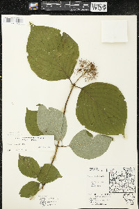 Cornus rugosa image
