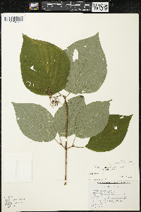 Cornus rugosa image