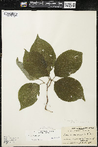 Cornus rugosa image