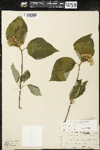 Cornus rugosa image