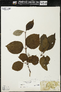Cornus rugosa image