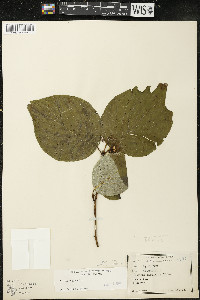 Cornus rugosa image