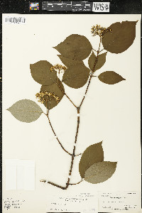 Cornus rugosa image