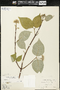 Cornus rugosa image