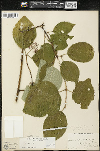 Cornus rugosa image