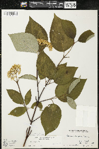 Cornus rugosa image