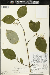 Cornus rugosa image