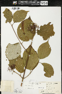 Cornus rugosa image