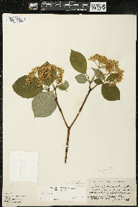 Cornus rugosa image