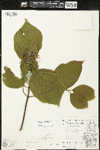 Cornus rugosa image