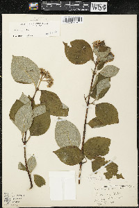 Cornus rugosa image