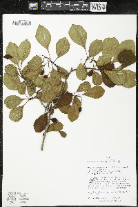 Cornus rugosa image