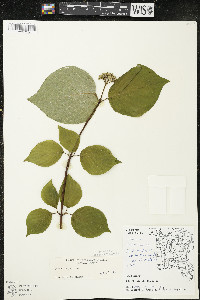 Cornus rugosa image