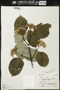 Cornus rugosa image