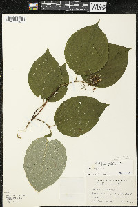 Cornus rugosa image