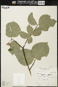 Cornus rugosa image