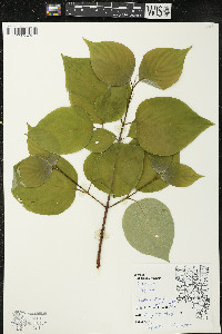Cornus rugosa image