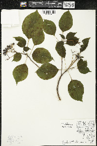 Cornus rugosa image