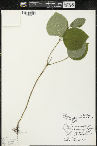 Cornus rugosa image