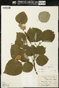 Cornus rugosa image