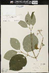 Cornus rugosa image