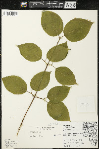 Cornus rugosa image