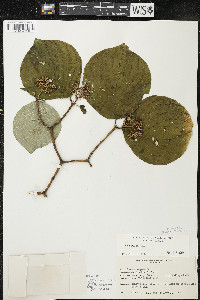 Cornus rugosa image