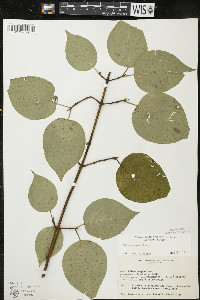 Cornus rugosa image