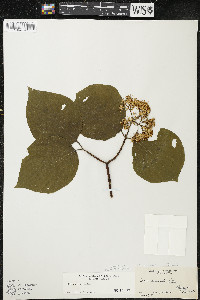 Cornus rugosa image