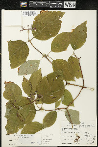 Cornus rugosa image