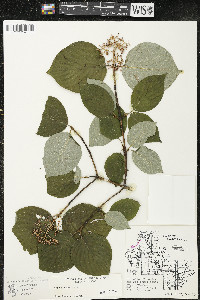 Cornus rugosa image