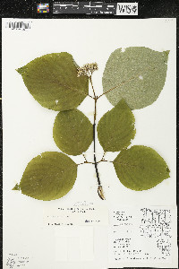 Cornus rugosa image