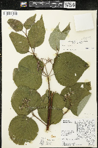 Cornus rugosa image
