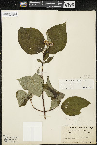 Cornus rugosa image