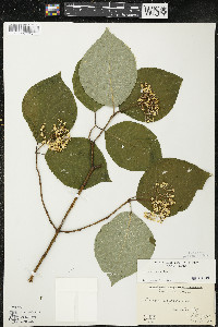 Cornus rugosa image