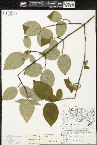 Cornus rugosa image