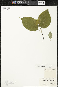 Cornus rugosa image