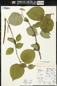 Cornus rugosa image