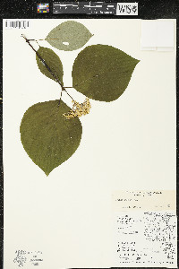 Cornus rugosa image