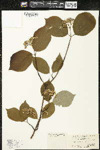 Cornus rugosa image