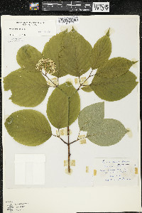 Cornus rugosa image