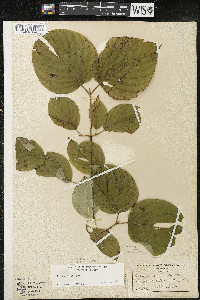 Cornus rugosa image