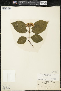 Cornus rugosa image