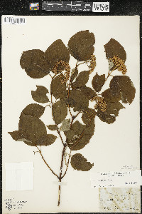 Cornus rugosa image