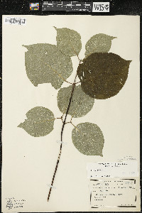 Cornus rugosa image