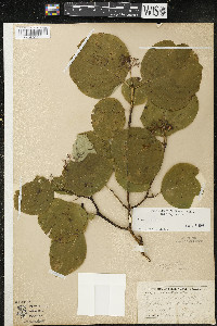 Cornus rugosa image