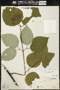 Cornus rugosa image