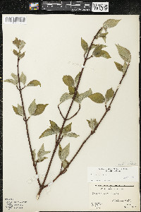 Cornus rugosa image